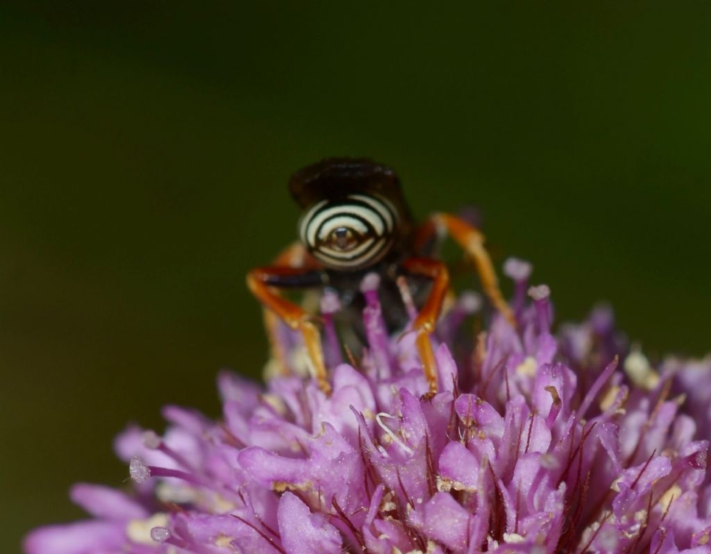 Apidae: Nomada sp.